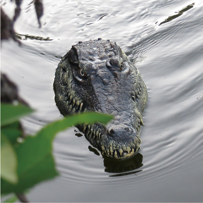 Alligator Head Remote Control Boat, rechargeable.