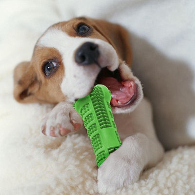 Chewable Toothbrush (Bone Shape) for Dogs